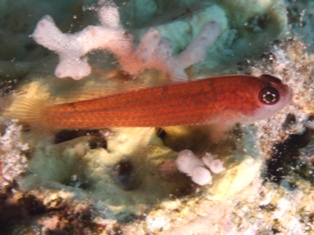 Trimma avidori